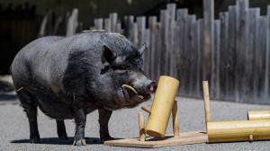 Vystoupení v Rezervaci Bororo bude zaměřené na oblíbené aktivity a hry zvířat. Foto: Khalil Baalbaki, Zoo Praha