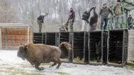 Vypouštění zubrů do aklimatizační ohrady. Foto Emil Khalilov, WWF