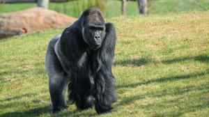 Samec gorily nížinné Kisumu, foto: Petr Hamerník, Zoo Praha