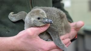 Mládě tučňáka Humboldtova je pokryto šedým prachovým peřím. Zhruba v šestém týdnu života začne přepeřovat do juvenilního šatu, ve kterém pak kolem 100. dne života vstoupí poprvé do vody. Černobílý šat dospělých získá až mnohem později, přibližně na přelomu jara a léta 2027. Foto Petr Hamerník, Zoo Praha