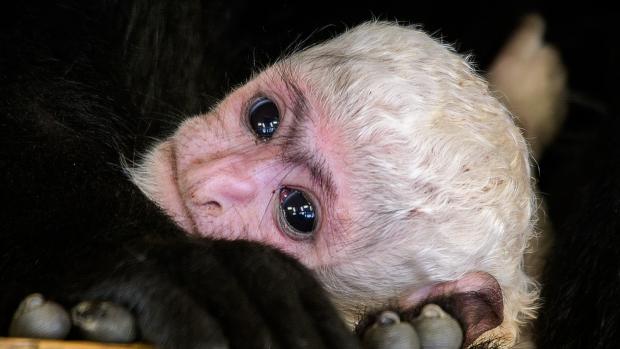 Mládě guerézy pláštíkové, které v sobotu na zahájení 88. sezóny Zoo Praha dostalo jméno Lopi, už není ve skupině nejmladší. Jeho místo zaujal tento benjamínek, který přišel na svět ve středu ráno. Foto: Petr Hamerník, Zoo Praha.