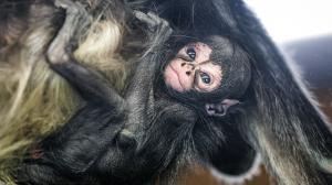 Mládě chápana se v pražské zoologické zahradě narodilo v pondělí 13. dubna. Na snímku je zachyceno přesně v týdnu života. Foto Petr Hamerník, Zoo Praha