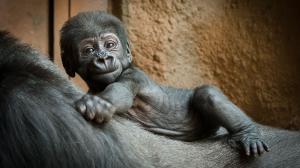 Nejhezčí dárek si letos Shinda nadělila sama – své první mládě. Foto: Petr Hamerník, Zoo Praha