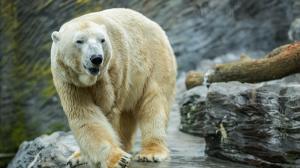 Tom, foto Petr Hamerník, Zoo Praha