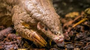 Foto: Petr Hamerník, Zoo Praha