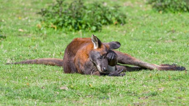 Foto: Petr Hamerník, Zoo Praha