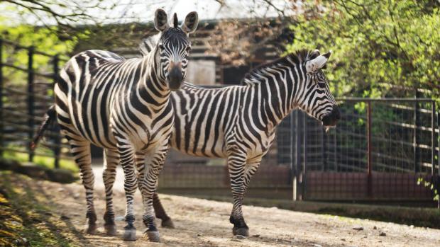 Pražské klisny zebry Böhmovy, foto: Tomáš Adamec, Zoo Praha