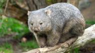 Bezmála pětiletý samec vombata obecného Cooper přišel do Zoo Praha v prosinci 2021 jako první zástupce svého druhu v Česku. Od té doby si hannoverský rodák vybudoval velkou fanouškovskou základnu mezi příznivci a návštěvníky Zoo Praha. Foto Oliver Le Que, Zoo Praha