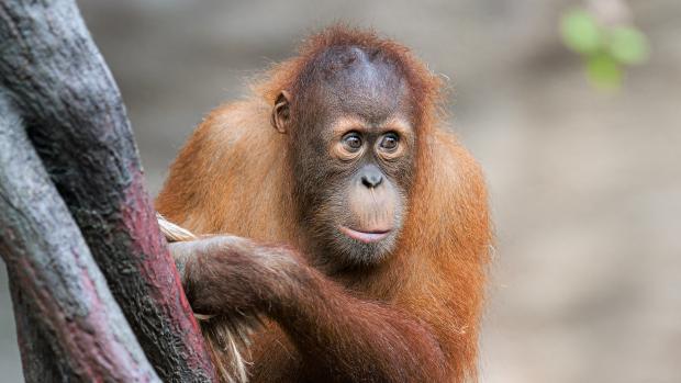 Sameček orangutana sumaterského Pustakawan. Foto: Petr Hamerník, Zoo Praha