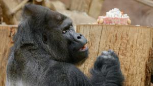 Ke svému jubileu dostal Richard třípatrový dort. Foto: Petr Hamerník, Zoo Praha