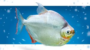 Tetra rostlinožravá, kampaň Adoptuj mě!