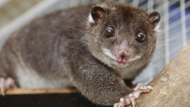 Kuskus, foto: Archiv Zoo Praha