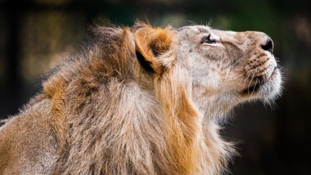 Lev indický Jamvan, foto: Miroslav Bobek, Zoo Praha