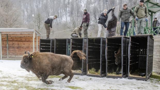 Vypouštění zubrů do aklimatizační ohrady. Foto Emil Khalilov, WWF