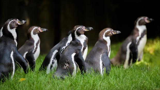Zoo Praha představí v rámci Světového dne tučňáků celou svou skupinu tučňáků Humboldtových. Oslavy se konají už v sobotu 19. září. Foto: Petr Hamerník, Zoo Praha.