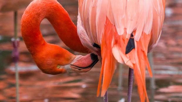 Plameňák kubánský, foto: Petr Hamerník, Zoo Praha