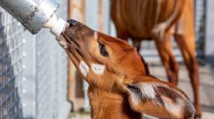 Photo: Miroslav Bobek, Prague Zoo