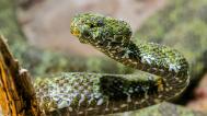 Foto: Chřestýšovec mangšanský, foto: Petr Hamerník, Zoo Praha