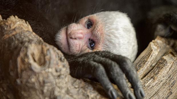 V expozici gueréz pláštíkových mohou návštěvníci Zoo Praha obdivovat další mládě. Benjamínek skupiny se narodil v pondělí ráno, jeho rodiči jsou Lucie a Katanga. Foto: Petr Hamerník, Zoo Praha.