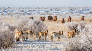 Koně Převalského se díky Zoo Praha vrací do Gobi. Foto: Miroslav Bobek