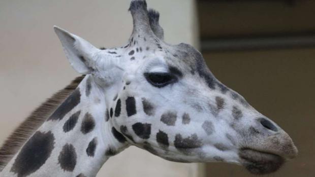 Žirafa Eliška, foto: Tomáš Adamec, Zoo Praha