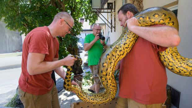 One keeper per metre of snake. South American green anacondas are the heaviest snakes on the planet (the longest is the Asian reticulated python). The photo shows the older and larger of the males. Photo: Petr Hamerník, Prague Zoo