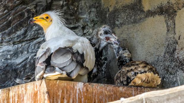 Pohled na mláďata s jedním z dospělých supů ještě v pražském hnízdě. Mládě, které se vylíhlo 1. června v Zoo Zlín, bylo krátce na to převezeno do Prahy a podsazeno pod pěstounský pár, který zároveň odchoval i vlastní mládě vylíhnuté 9. června. Foto: Petr Hamerník, Zoo Praha.