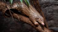 Šiška, the first pangolin bred in Europe, is one year old and is thriving. She loves feeding on the special nutritious mash made from bee larvae and climbing through the branches in her exhibit. Photo Oliver Le Que, Prague Zoo