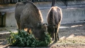 Od 27. do 29. prosince budou zvířata v Zoo Praha dostávat nevyužité vánoční stromky. Foto Petr Hamerník, Zoo Praha