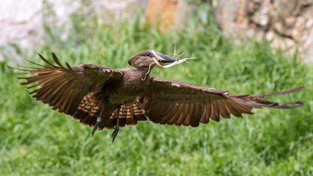 Photo: Miroslav Bobek, Prague Zoo