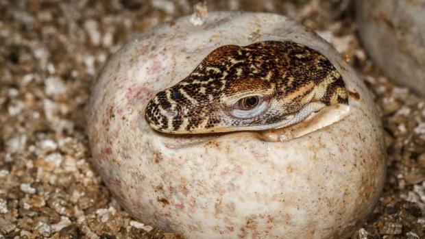 Líhnutí varana komodského. Foto: Petr Velenský, Zoo Praha