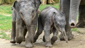  Letošní stoprocentně pražská slůňata ve venkovním výběhu. Foto: Petr Hamerník, Zoo Praha 