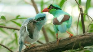 Success for Prague Zoo – rearing Javan green magpies using an adoption by parents method. Photo: Petr Hamerník, Prague Zoo