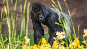 Gorilí samec Richard (na snímku) obývá pavilon v dolní části zoo se svými syny Kiburim a Nuruem. Foto: Petr Hamerník, Zoo Praha