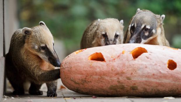 umpkin Feast and Animal Symbols in Prague Zoo, photo Tomas Adamec