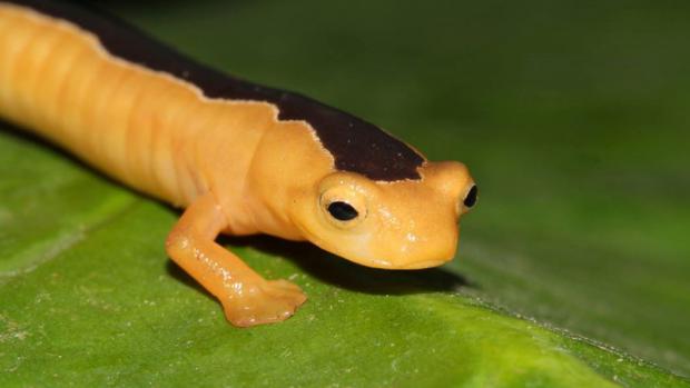 Mločík Jacksonův (Bolitoglossa jacksoni). Foto: Carlos Vasquez Almazan, Global Wildlife Conservation