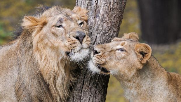 Jamvan and Ginni. Photo: Jaroslav Šimek, Zoo Praha