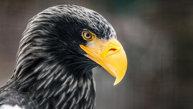 Matyáš je významnou osobností pražské zoo. Foto: Tomáš Adamec, Zoo Praha