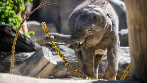 Sloni (na snímku mladší slůně Rudi) se radovali z megapomlázek ozdobených pampeliškami a dalšími květy. Foto: Petr Hamerník, Zoo Praha