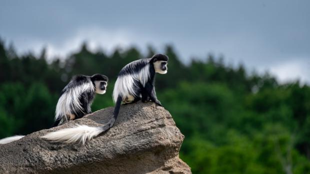 Guerézy pláštíkové bedlivě prozkoumaly veškeré prvky venkovního výběhu. Foto Oliver Le Que, Zoo Praha