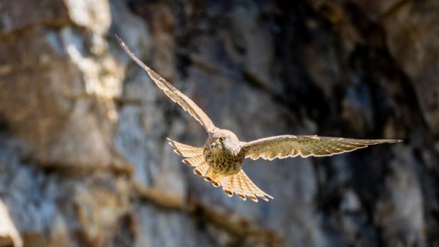 Poštolka jižní, foto: Oliver Le Que