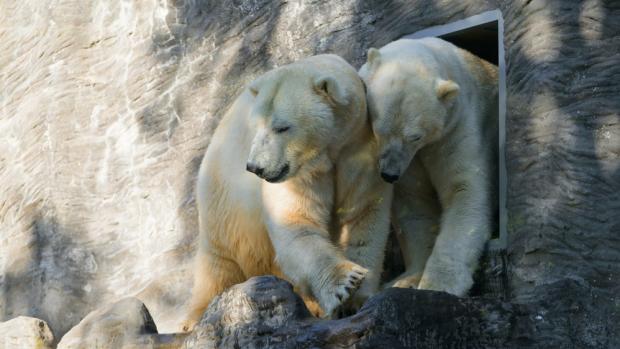 Aleut (vlevo) a Gregor (vpravo) se narodili 2. prosince 2010 v norimberské zoologické zahradě samci Felixovi a samici Veře a od roku 2013 žili v Zoo Varšava v Polsku. Ačkoliv dnes jsou již dospělí, stále jsou velmi hraví a jakožto dvojčata k sobě mají blízký vztah. Foto Petr Hamerník, Zoo Praha