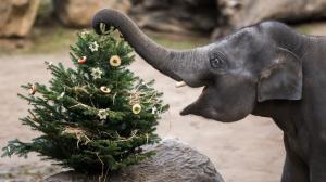 Na nadílku u zvířat se mohou návštěvníci Zoo Praha těšit mezi 27. a 30. prosincem. Neprodané vánoční stromky udělají radost gorilám, žirafám, papouškům i slůňatům. Foto Petr Hamerník, Zoo Praha