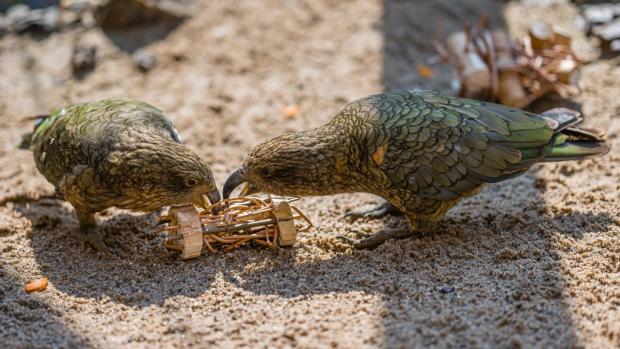 Na workshopech můžete vyrábět i takovéto „ježky v kleci“ pro horské papoušky nestory kea. Foto: Petr Hamerník, Zoo Praha.