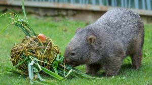 V pondělí ve dvě hodiny potěší velikonoční nadílka vombaty v Darwinově kráteru. Foto Petr Hamerník, Zoo Praha