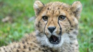 Foto: Petr Hamerník, Zoo Praha