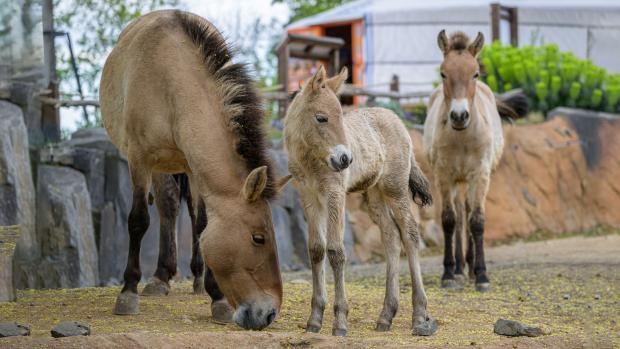 The Przewalski’s horse foal born on Friday is taking increasingly confident steps; nevertheless, it still stays close to its mother. The mare, Victoria II, is a first-time parent, but so far she is doing well. Photo by Petr Hamerník, Prague Zoo