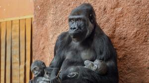 Eleven-year-old first-time mum Duni is holding both her baby - the nearly four-month-old female Mobi (left) - and her grandmother’s baby, Kijivu (right), born in mid-April. This testifies to the fact that Duni currently has a strong position in the group hierarchy. These days there is a high chance you too will be able to see this. Photo by Kateřina Jíšová