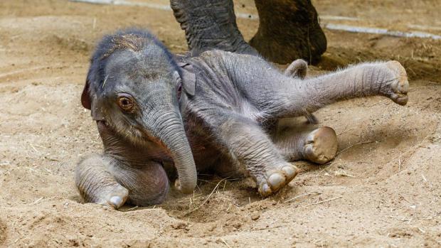 Lehnout si, to jde snadno. Těžší bývá vstát. Foto: Miroslav Bobek, Zoo Praha
