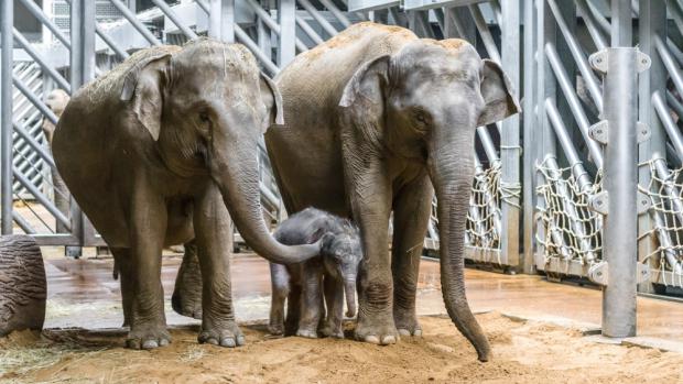 Slonice Tamara se dnes setkala s Janitiným mládětem, seznámení proběhlo velmi přátelsky. Petr Hamerník, Zoo Praha